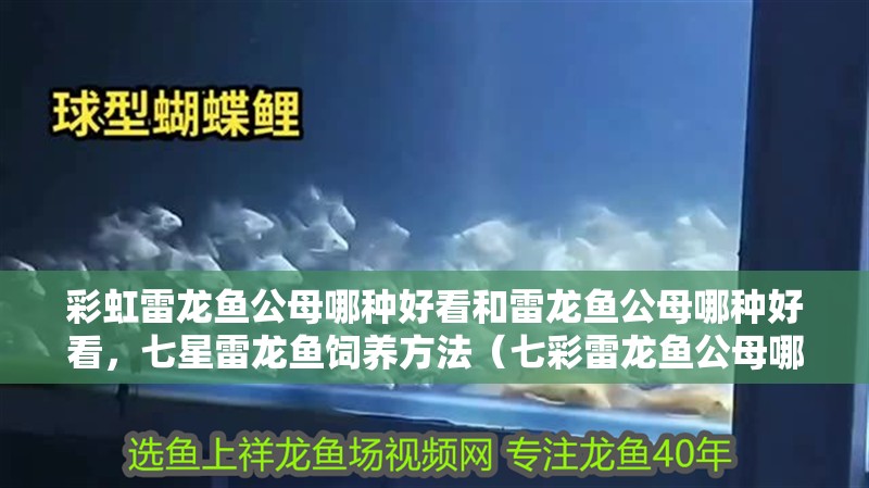 彩虹雷龍魚公母哪種好看和雷龍魚公母哪種好看，七星雷龍魚飼養(yǎng)方法（七彩雷龍魚公母哪種好看）