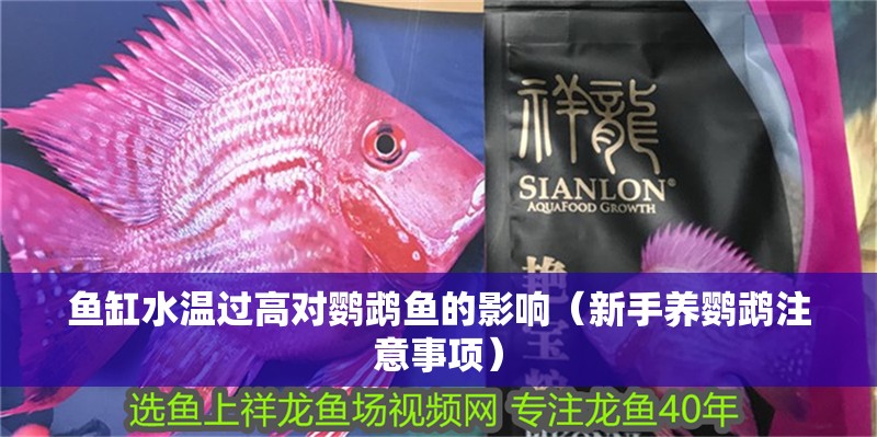 魚缸水溫過高對鸚鵡魚的影響（新手養鸚鵡注意事項）