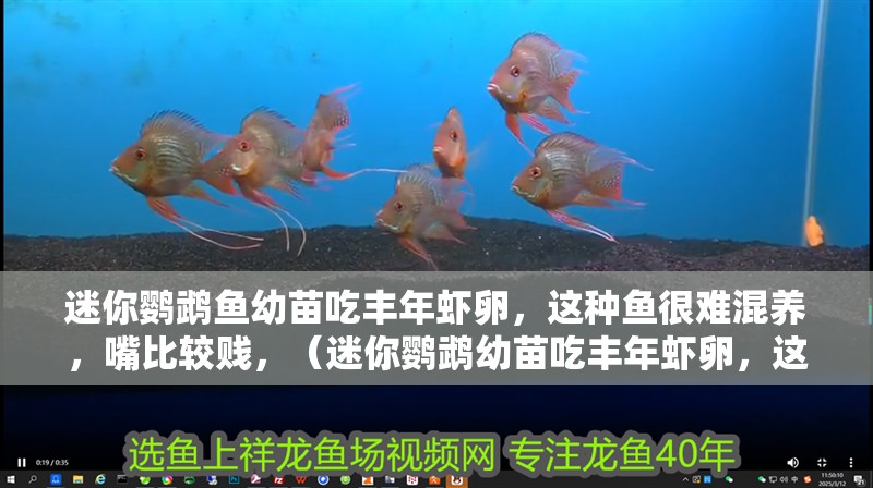 迷你鸚鵡魚幼苗吃豐年蝦卵，這種魚很難混養(yǎng)，嘴比較賤，（迷你鸚鵡幼苗吃豐年蝦卵，這種魚很難混養(yǎng)，嘴比較賤）