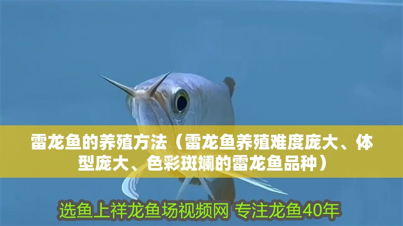 雷龍魚的養殖方法（雷龍魚養殖難度龐大、體型龐大、色彩斑斕的雷龍魚品種） 雷龍魚的養殖方法（雷龍魚養殖難度龐大、體型龐大、色彩斑斕的雷龍魚品種） 觀賞魚百科 第2張