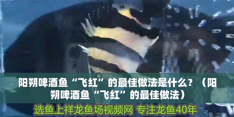 陽朔啤酒魚“飛紅”的最佳做法是什么？（陽朔啤酒魚“飛紅”的最佳做法）