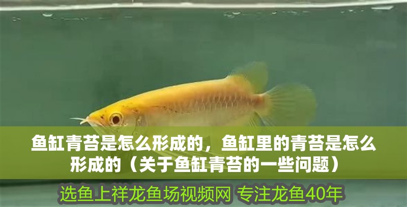 魚缸青苔是怎么形成的，魚缸里的青苔是怎么形成的（關于魚缸青苔的一些問題）