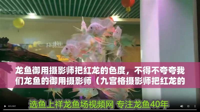龍魚御用攝影師把紅龍的色度，不得不夸夸我們龍魚的御用攝影師（九宮格攝影師把紅龍的色度，不得不夸夸我們龍魚的御用攝影師）