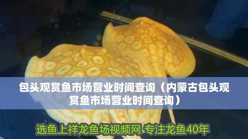 包頭觀賞魚(yú)市場(chǎng)營(yíng)業(yè)時(shí)間查詢（內(nèi)蒙古包頭觀賞魚(yú)市場(chǎng)營(yíng)業(yè)時(shí)間查詢）