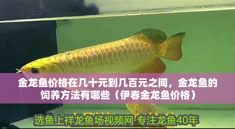 金龍魚(yú)價(jià)格在幾十元到幾百元之間，金龍魚(yú)的飼養(yǎng)方法有哪些（伊春金龍魚(yú)價(jià)格）