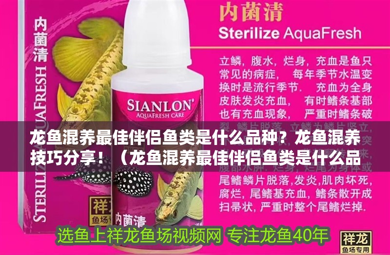 龍魚混養最佳伴侶魚類是什么品種？龍魚混養技巧分享！（龍魚混養最佳伴侶魚類是什么品種龍魚混養技巧分享）