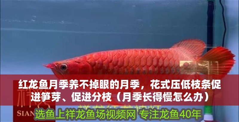 紅龍魚(yú)月季養(yǎng)不掉眼的月季，花式壓低枝條促進(jìn)筍芽、促進(jìn)分枝（月季長(zhǎng)得慢怎么辦）