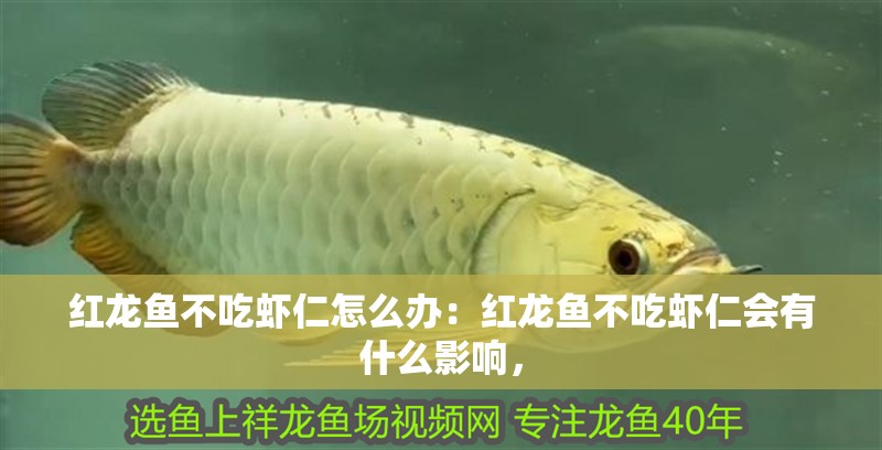 紅龍魚不吃蝦仁怎么辦：紅龍魚不吃蝦仁會有什么影響，