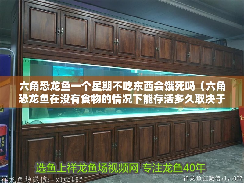 六角恐龍魚一個星期不吃東西會餓死嗎（六角恐龍魚在沒有食物的情況下能存活多久取決于多久）