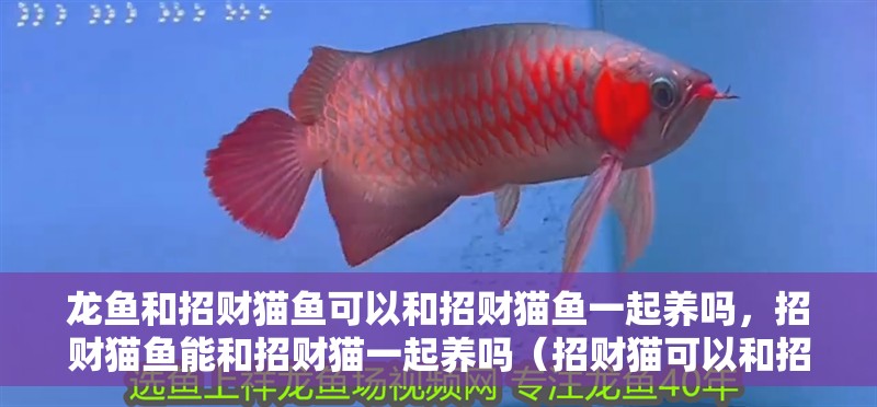 龍魚和招財貓魚可以和招財貓魚一起養嗎，招財貓魚能和招財貓一起養嗎（招財貓可以和招財貓混養嗎？）