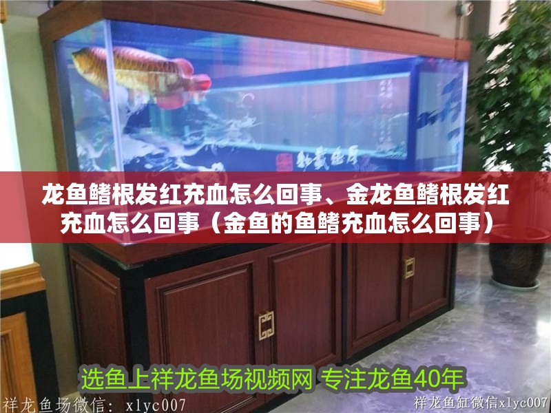 龍魚鰭根發(fā)紅充血怎么回事、金龍魚鰭根發(fā)紅充血怎么回事（金魚的魚鰭充血怎么回事）