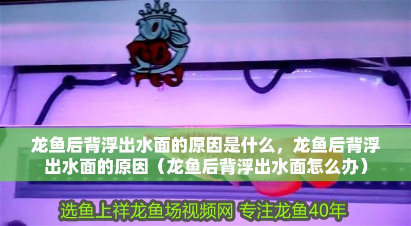 龍魚后背浮出水面的原因是什么，龍魚后背浮出水面的原因（龍魚后背浮出水面怎么辦）