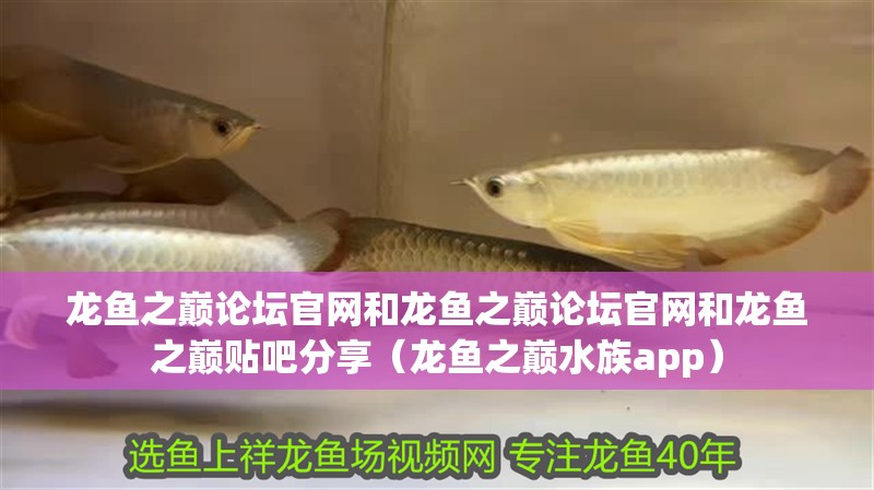 龍魚之巔論壇官網和龍魚之巔論壇官網和龍魚之巔貼吧分享（龍魚之巔水族app）