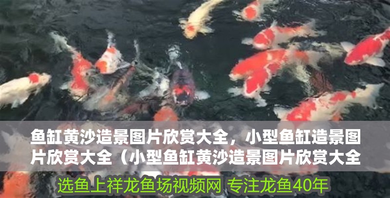 魚缸黃沙造景圖片欣賞大全，小型魚缸造景圖片欣賞大全（小型魚缸黃沙造景圖片欣賞大全）