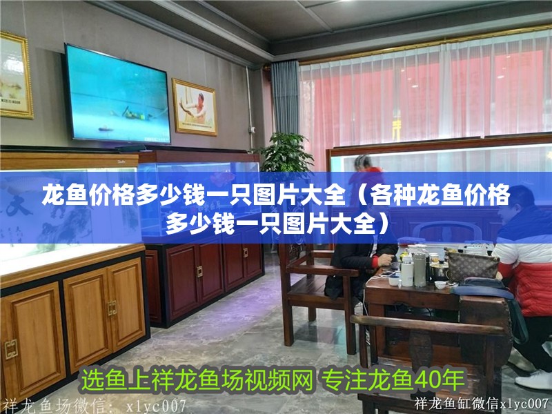 龍魚價格多少錢一只圖片大全（各種龍魚價格多少錢一只圖片大全）