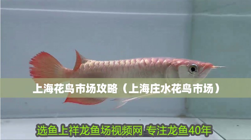 上海花鳥市場攻略（上海莊水花鳥市場）