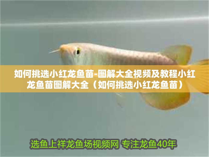 如何挑選小紅龍魚苗-圖解大全視頻及教程小紅龍魚苗圖解大全（如何挑選小紅龍魚苗）