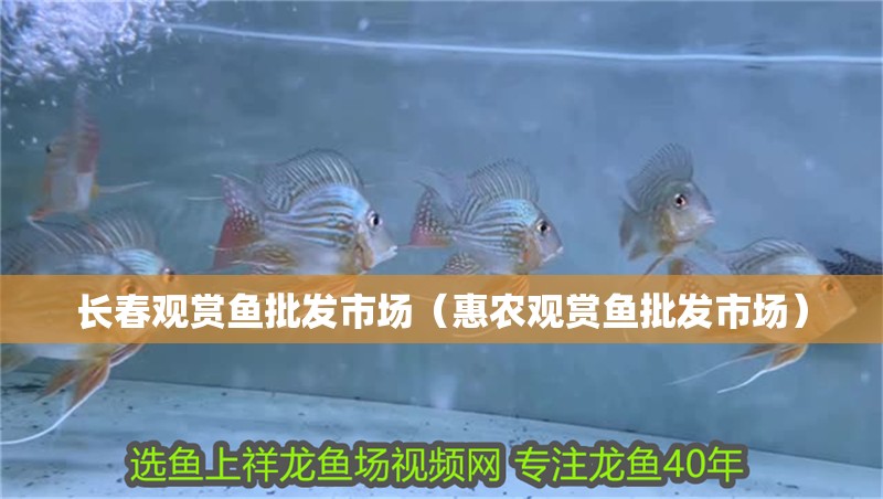 長(zhǎng)春觀賞魚批發(fā)市場(chǎng)（惠農(nóng)觀賞魚批發(fā)市場(chǎng)）