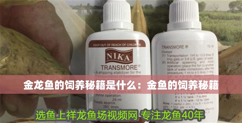 金龍魚的飼養秘籍是什么：金魚的飼養秘籍 金龍魚的飼養秘籍是什么：金魚的飼養秘籍 觀賞魚百科