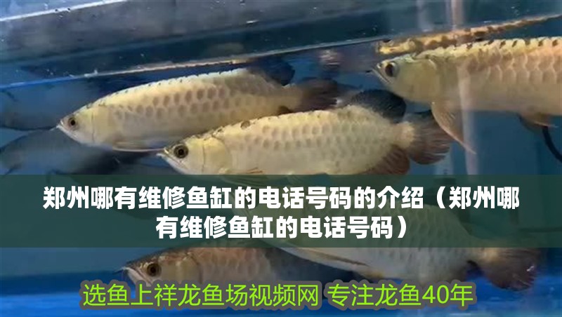 鄭州哪有維修魚缸的電話號碼的介紹（鄭州哪有維修魚缸的電話號碼）