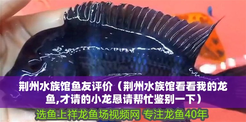 荊州水族館魚友評價（荊州水族館看看我的龍魚,才請的小龍懇請幫忙鑒別一下） 荊州水族館魚友評價（荊州水族館看看我的龍魚,才請的小龍懇請幫忙鑒別一下） 觀賞魚百科