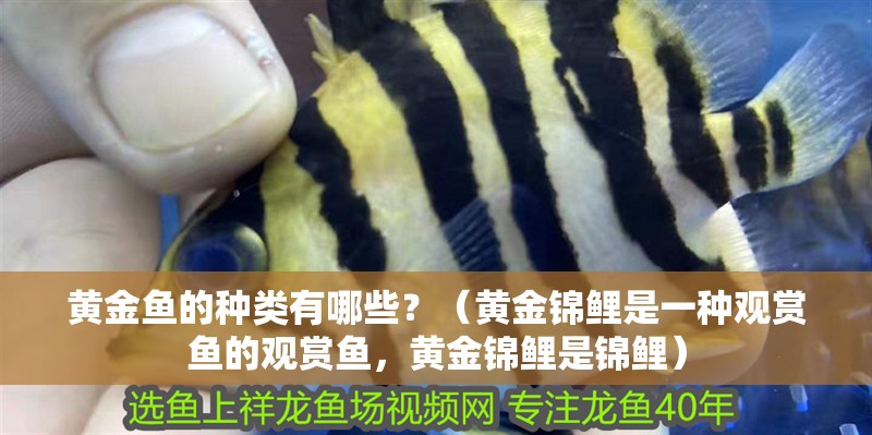 黃金魚的種類有哪些？（黃金錦鯉是一種觀賞魚的觀賞魚，黃金錦鯉是錦鯉）