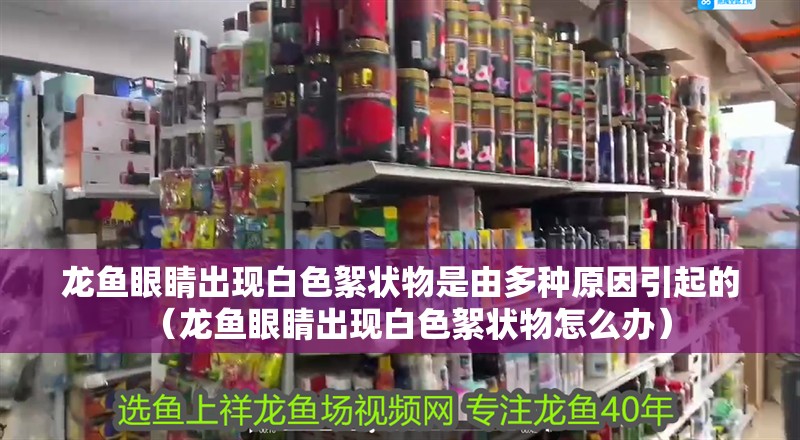 龍魚眼睛出現白色絮狀物是由多種原因引起的（龍魚眼睛出現白色絮狀物怎么辦）