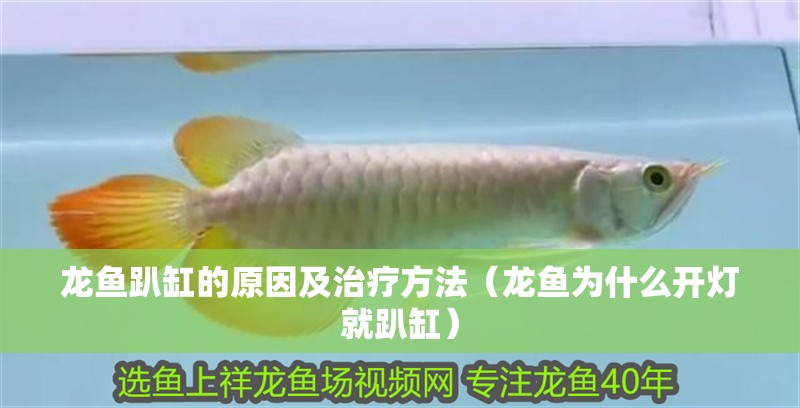 龍魚趴缸的原因及治療方法（龍魚為什么開燈就趴缸）