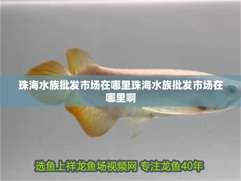 <strong><mark>珠海</mark></strong>水族批發(fā)市場在哪里<strong><mark>珠海</mark></strong>水族批發(fā)市場在哪里啊