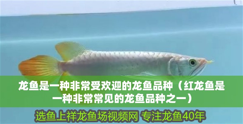 龍魚是一種非常受歡迎的龍魚品種（紅龍魚是一種非常常見的龍魚品種之一）