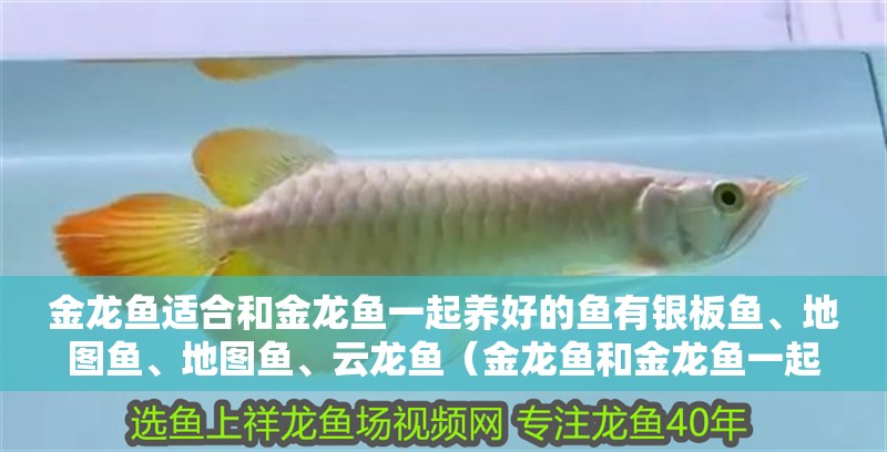 金龍魚適合和金龍魚一起養好的魚有銀板魚、地圖魚、地圖魚、云龍魚（金龍魚和金龍魚一起養哪個好） 金龍魚適合和金龍魚一起養好的魚有銀板魚、地圖魚、地圖魚、云龍魚（金龍魚和金龍魚一起養哪個好） 觀賞魚百科