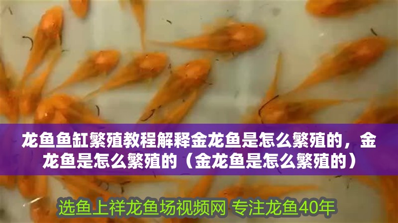 龍魚魚缸繁殖教程解釋金龍魚是怎么繁殖的，金龍魚是怎么繁殖的（金龍魚是怎么繁殖的）
