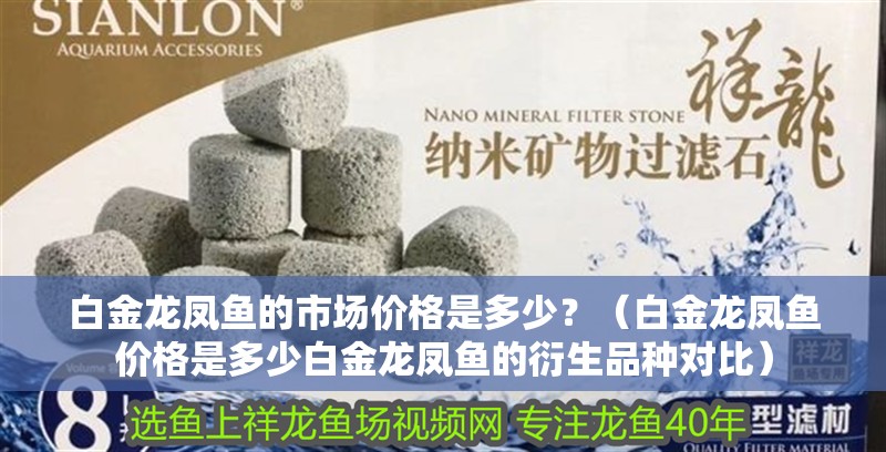 白金龍鳳魚的市場價格是多少？（白金龍鳳魚價格是多少白金龍鳳魚的衍生品種對比）