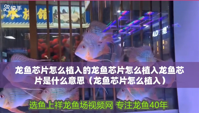 龍魚芯片怎么植入的龍魚芯片怎么植入龍魚芯片是什么意思（龍魚芯片怎么植入）