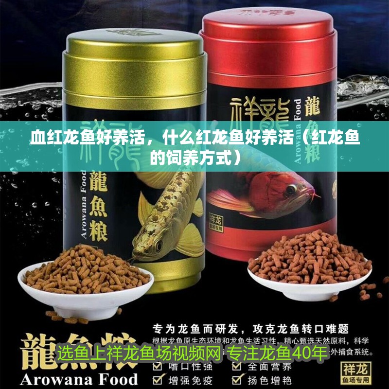 血紅龍魚好養(yǎng)活，什么紅龍魚好養(yǎng)活（紅龍魚的飼養(yǎng)方式）