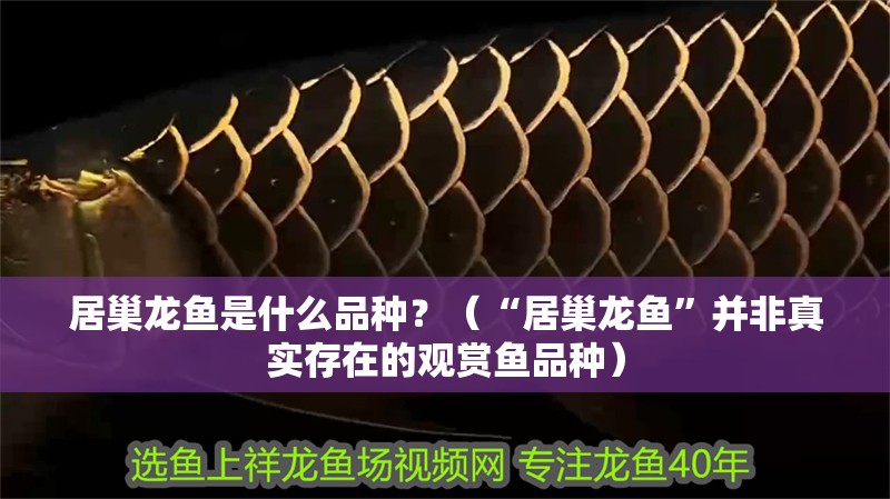 居巢龍魚是什么品種？（“居巢龍魚”并非真實存在的觀賞魚品種）