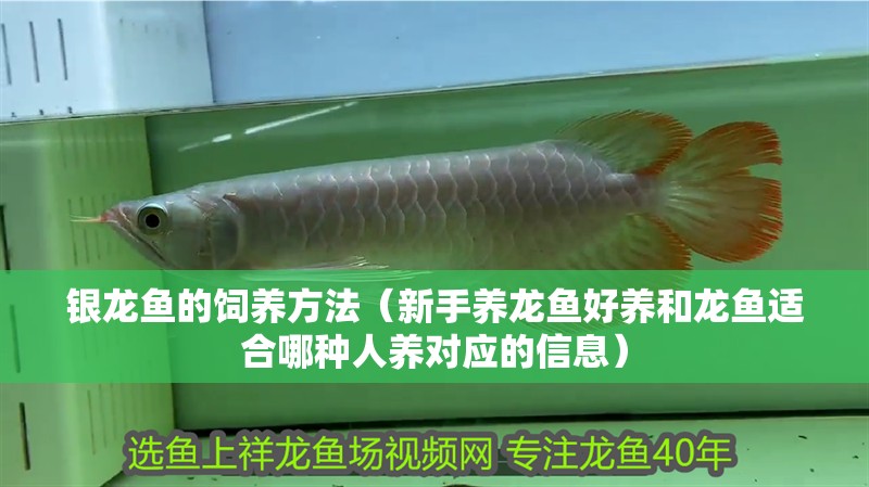 銀龍魚的飼養方法（新手養龍魚好養和龍魚適合哪種人養對應的信息）