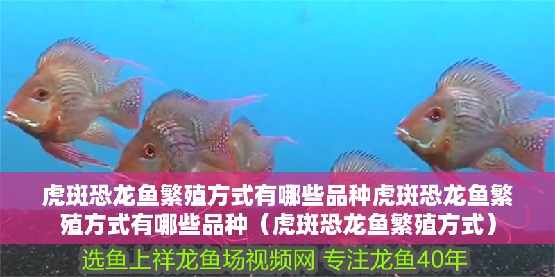 我的虎魚真菌感染了要怎么處理 虎斑恐龍魚繁殖方式有哪些品種虎斑恐龍魚繁殖方式有哪些品種(虎斑恐龍魚繁殖方式) 觀賞魚百科 虎斑恐龍魚繁殖方式有哪些品種虎斑恐龍魚繁殖方式有哪些品種(虎斑恐龍魚繁殖方式) 虎斑恐龍魚繁殖方式有哪些品種虎斑恐龍魚繁殖方式有哪些品種(虎斑恐龍魚繁殖方式) 觀賞魚百科