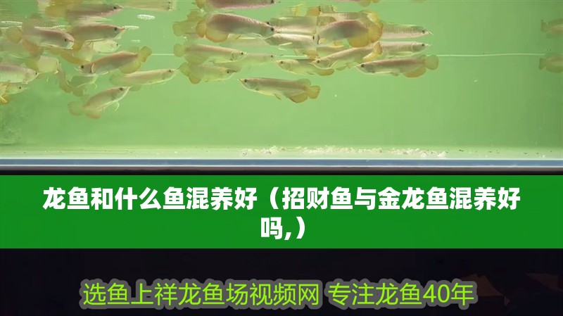 龍魚和什么魚混養好（招財魚與金龍魚混養好嗎,）