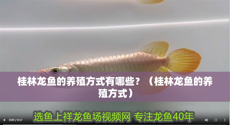 桂林龍魚的養殖方式有哪些？（桂林龍魚的養殖方式）