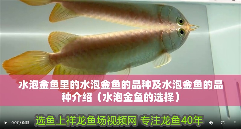 水泡金魚里的水泡金魚的品種及水泡金魚的品種介紹（水泡金魚的選擇）