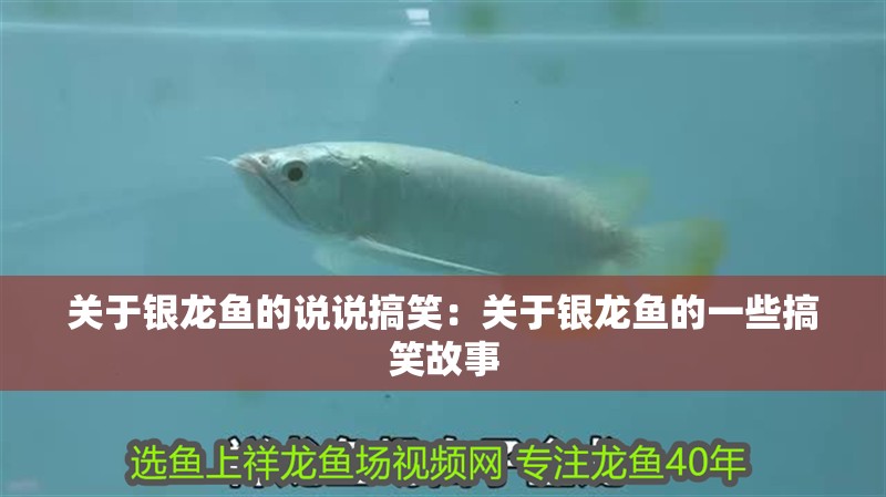 關于銀龍魚的說說搞笑：關于銀龍魚的一些搞笑故事