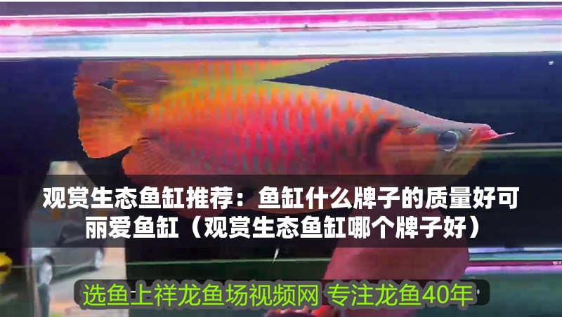 觀賞生態魚缸推薦：魚缸什么牌子的質量好可麗愛魚缸（觀賞生態魚缸哪個牌子好）