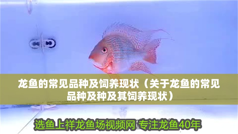 龍魚的常見品種及飼養(yǎng)現(xiàn)狀（關(guān)于龍魚的常見品種及種及其飼養(yǎng)現(xiàn)狀）