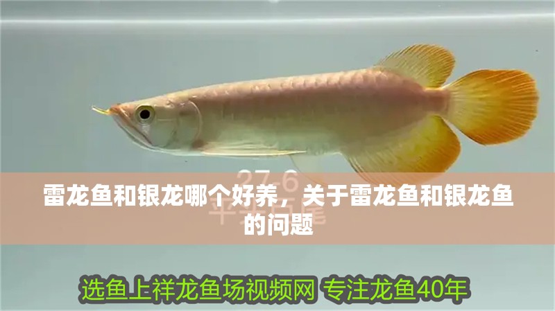 雷龍魚和銀龍哪個好養，關于雷龍魚和銀龍魚的問題
