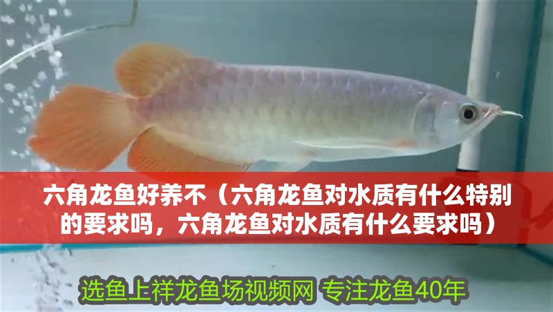 六角龍魚好養(yǎng)不（六角龍魚對(duì)水質(zhì)有什么特別的要求嗎，六角龍魚對(duì)水質(zhì)有什么要求嗎）