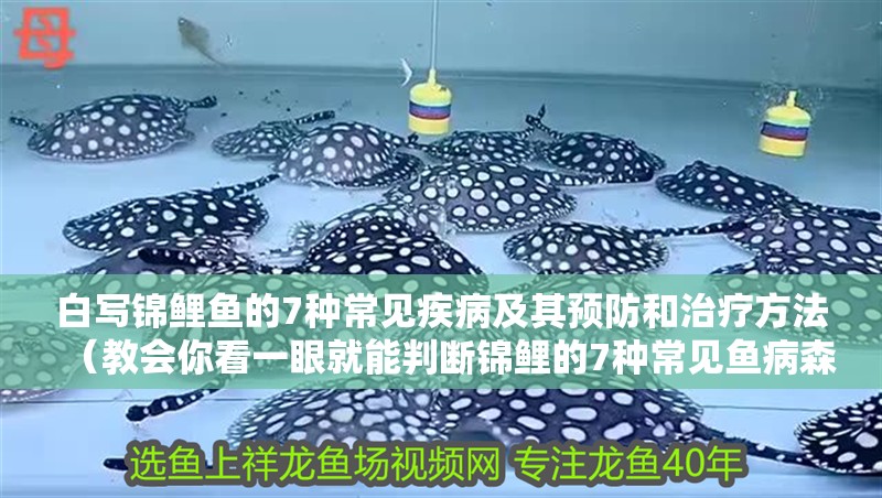 白寫錦鯉魚的7種常見疾病及其預防和治療方法（教會你看一眼就能判斷錦鯉的7種常見魚病森）
