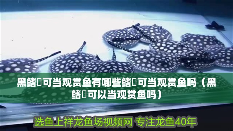 黑鰭鳈可當觀賞魚有哪些鰭鳈可當觀賞魚嗎（黑鰭鳈可以當觀賞魚嗎）
