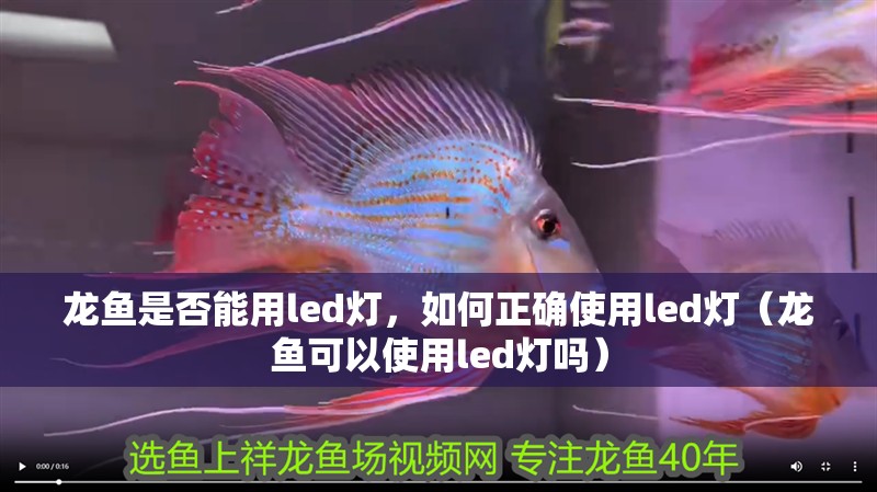 龍魚是否能用led燈，如何正確使用led燈（龍魚可以使用led燈嗎）