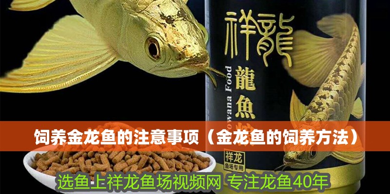 飼養金龍魚的注意事項（金龍魚的飼養方法）